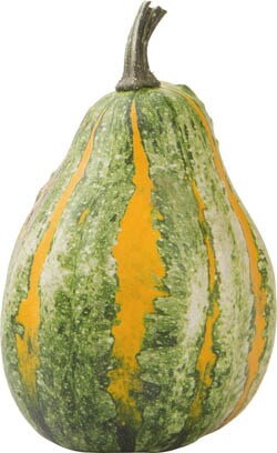 Tekvica okrasná 1 ks